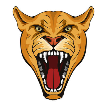 Puma, lynx, lioness. Panther with angry face expression. Puma head mascot logo. lioness Mascot Color Logo. lynx Tattoo. Angry animal sports mascot. Wild cats. Logo animal for tattoo or T-shirt print