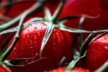 makro köstliche frische Cocktail Tomaten mit Wassertropfen