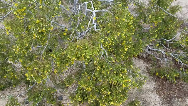 Creosote Bush, Larrea Tridentata, Southern Mojave Desert native plant, in the margins of Twentynine Palms.