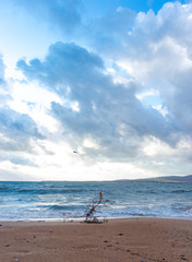 branch on the black sea
