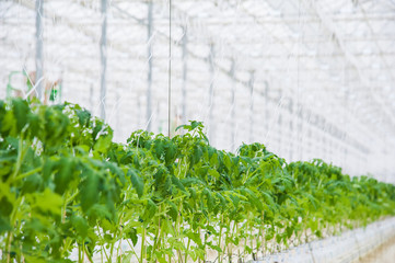 Rows of tomato plants growing inside big industrial greenhouse