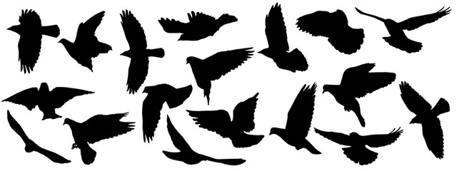 Set of silhouettes of flying birds (pigeon, crows) on white background. Vector illustration.