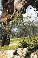 Pair of horses in the countryside eating grass. Close up.
