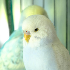 Budgie sitting on the wooden stick in cage. beautiful parrot lovebird
