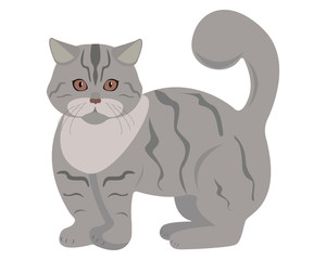Gray tabby cat isolated on a white background. Vector illustration of a cute cat. Thoroughbred cat vector icon