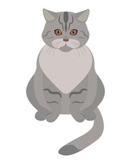 Gray tabby cat isolated on a white background. Vector illustration of a cute cat. Vector icon