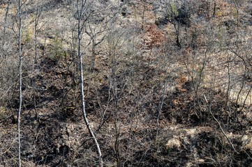 a country road in the woods