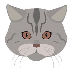 Fototapeta premium Muzzle (face) of a gray tabby cat isolated on a white background. Vector illustration of a cute cat. Thoroughbred cat vector icon