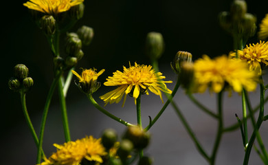 Fiori dente di leone in un campo, gialli su sfondo scuro.