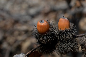 brown acorn on an oak tree