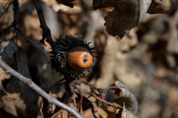 brown acorn on an oak tree