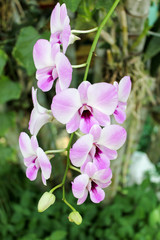 pink orchid on a green background