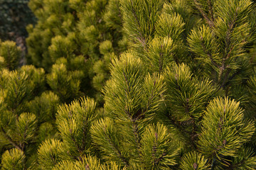 Naklejka premium Golden Green Foliage and Cones of a Dwarf Mountain Pine Tree (Pinus mugo 'Ophir') Growing in a garden in Rural Devon, England, UK