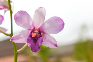 purple orchid on green background