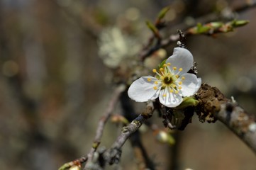 a white flower on a fruit tree