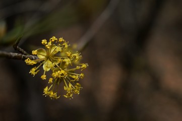 a small yellow flower in spring on a bush