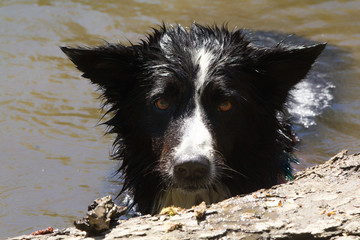 Border Collie with wet hair standing in the water. The trunk of the tree in the foreground. Basking dog.