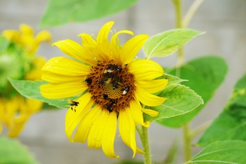 Selective focus sunflower in the garden under day light  for background or wallpaper .