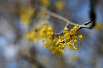 a small yellow flower in spring on a bush