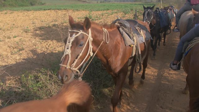 Saddle-horses in line going towards Camera handheld Cuba