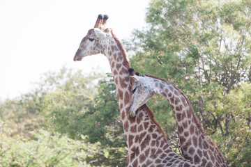 Giraffenbullen