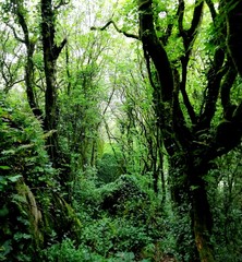 Fototapeta premium trees in the forest