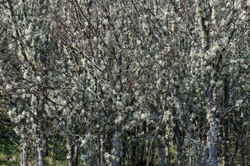 lichens on the old plum orchard