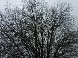 dark dreadful dreadful old grey autumn forest