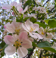 Fototapeta premium apple tree blossom
