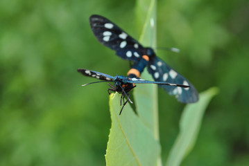 Mating pair of nine-spotted moth (yellow belted burnet, Amata phegea, Syntomis phegea) on green leaf, soft blurry background