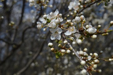 a flowering fruit tree in the spring