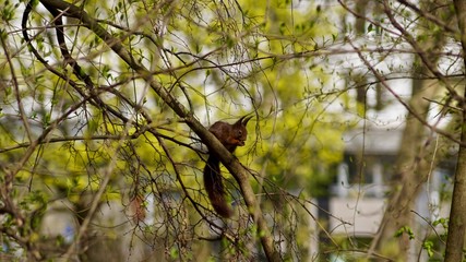 Eichhörnchen