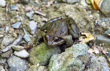 Frog sitting on Stone in River . wild frog on river stones . frog in a river in the middle of nature . The frog is sitting on a river stone .