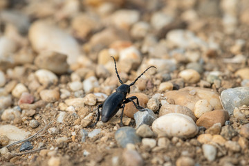 A longhorn beetle sitting on the ground