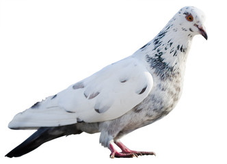 standing pied dove isolated on white background