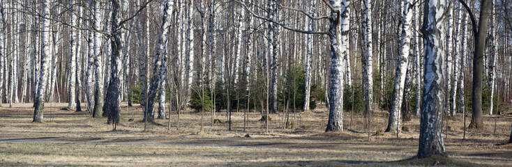 bare birch tree trunks panorama