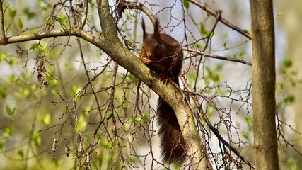 Eichhörnchen