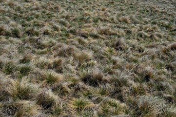 green mountain grass in spring