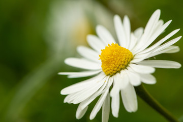 Obraz na płótnie Canvas Closeup of a daisy blossom growing in a meadow
