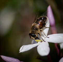 Abeja polinizando una flor blanca en el jardin