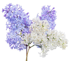 isolated white and blue lilac branches