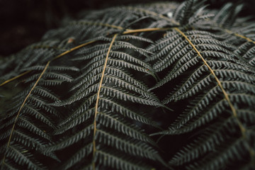 close up of fern 