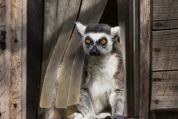 Ring-tailed lemur sitting at the entrance to his home. (Lemur catta ) © Martin