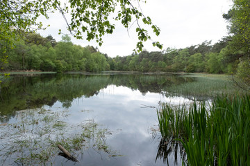 Tranquil landscape at a lake, with the vibrant sky, white clouds and the trees reflected in the water