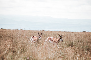 Springbuck Chasing each other