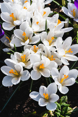 Fototapeta premium white crocuses with yellow centers bloom in the bed, top view, spring flowers in the garden