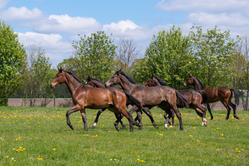 A herd of young stallions go to pasture for the first time on a sunny spring day. Blue sky. Galloping dressage and jumping horse stallions in a meadow. Breeding horses