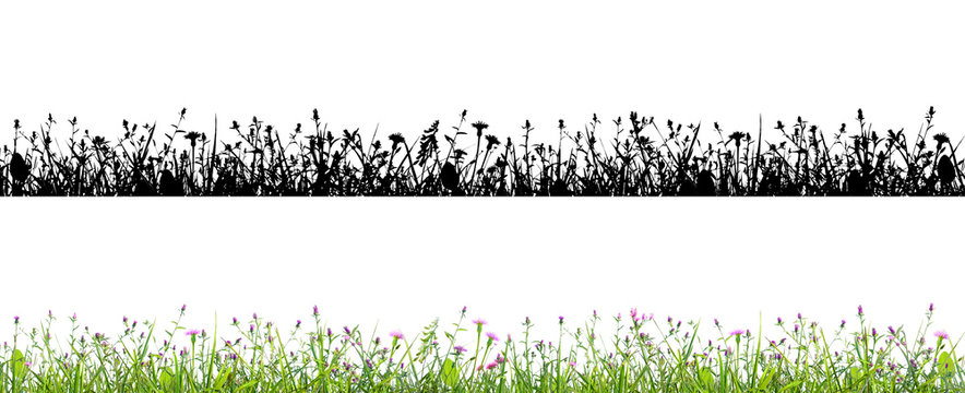 purple flowers and grass isolated on white background with alpha mask for easy isolation