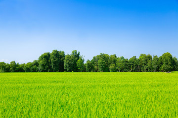 Obraz premium 田んぼと森と空 