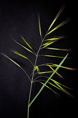 herbe moderne verte tige élancé moderne graphique unique fond noir